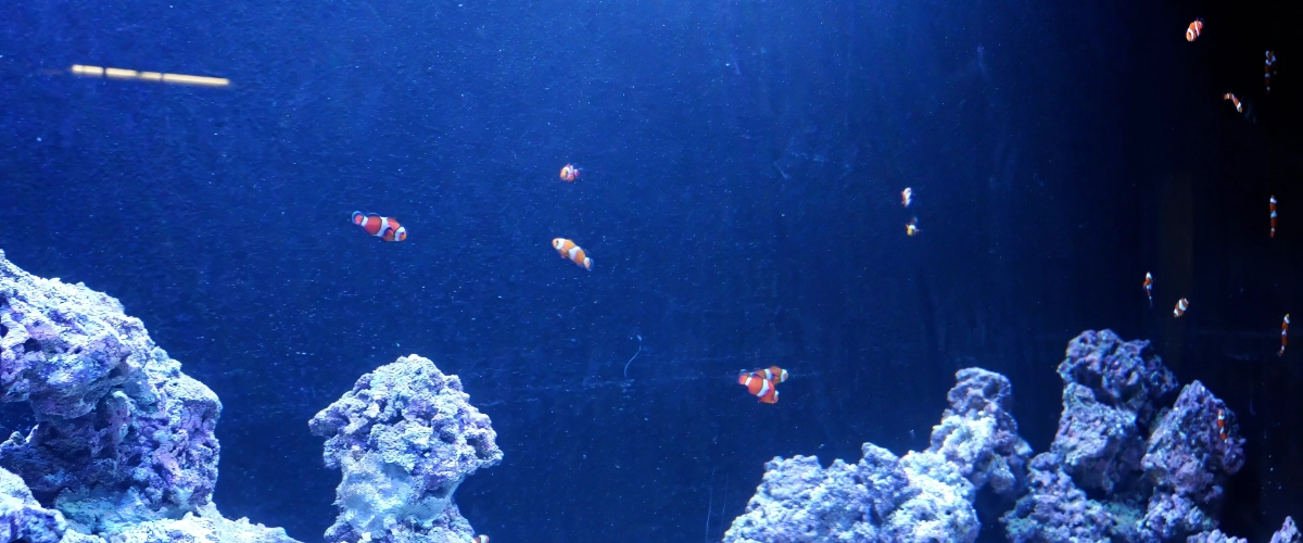 Sparse clown fish in a dark blue tank