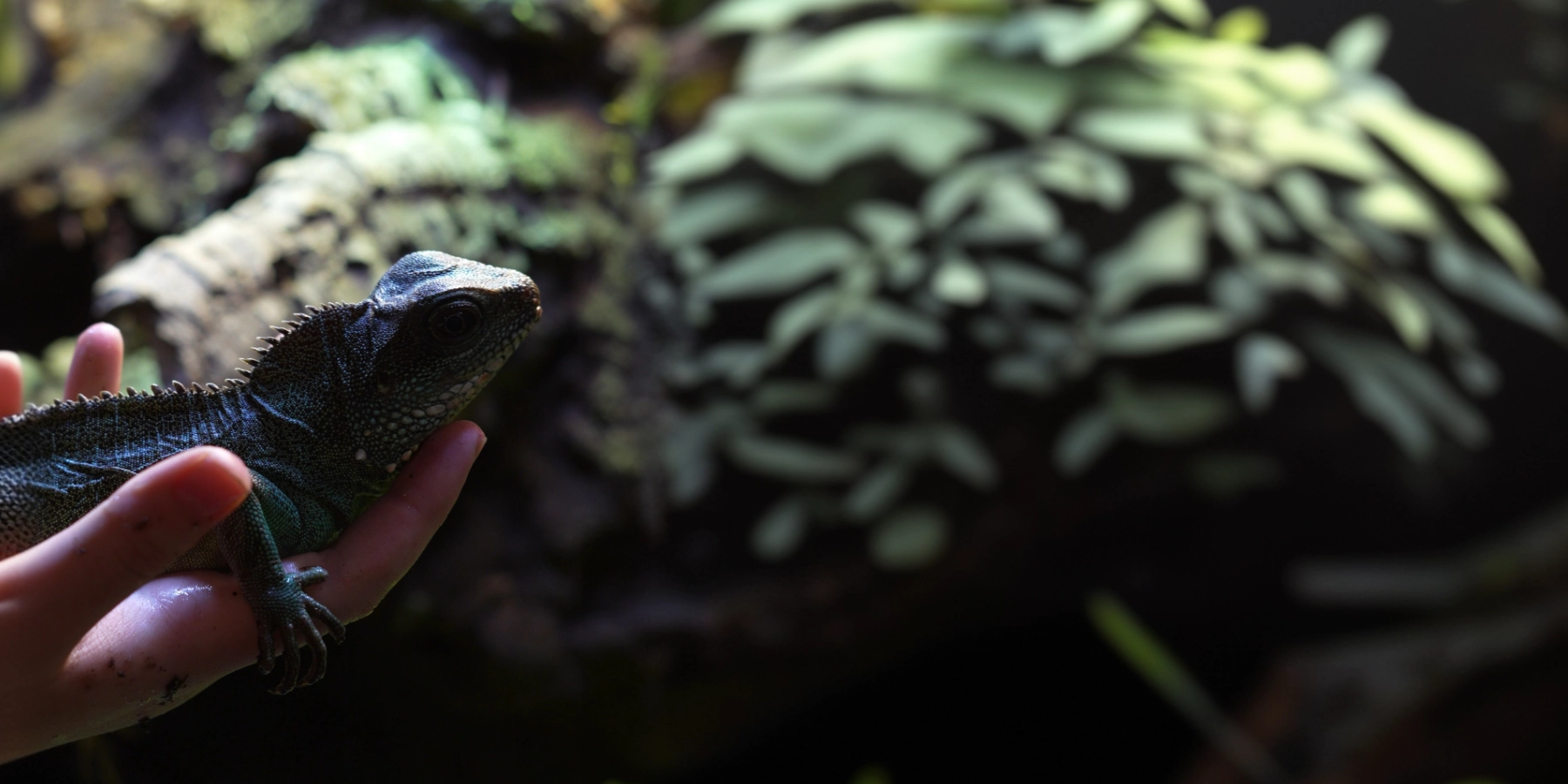 a reptile being held in someone