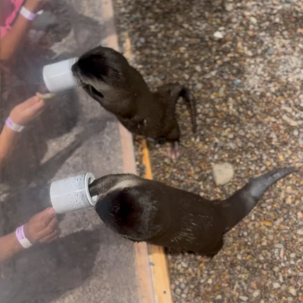 Children feeding an otter