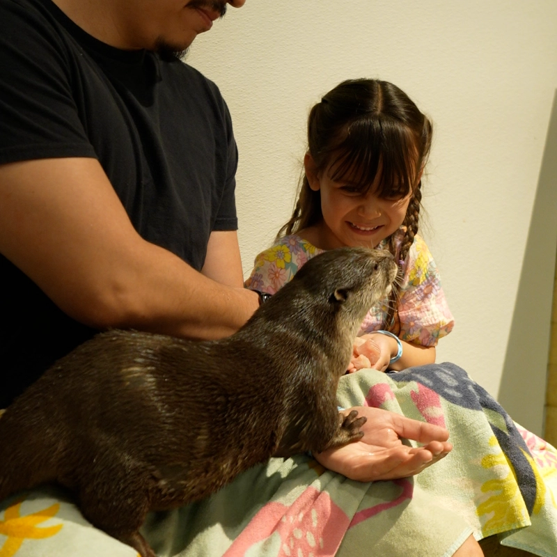 A child feeding an otter