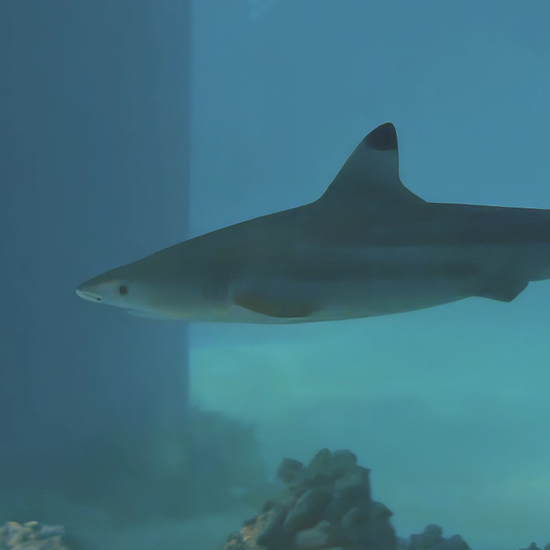 A shark swimming underwater