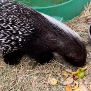 Buster the porcupine, eating some nuts and berries