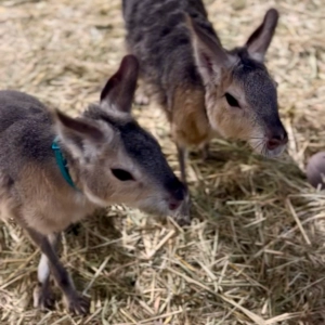 Two animals (cavies) looking toward the right side of the photo.