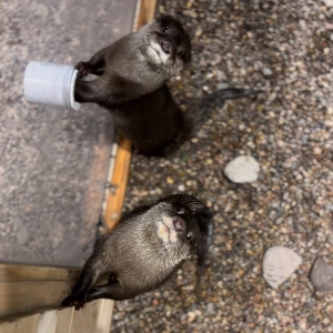 Two otters looking up at the camera.