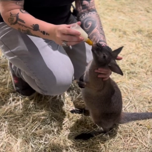 A wallaby being bottle-fed by staff.